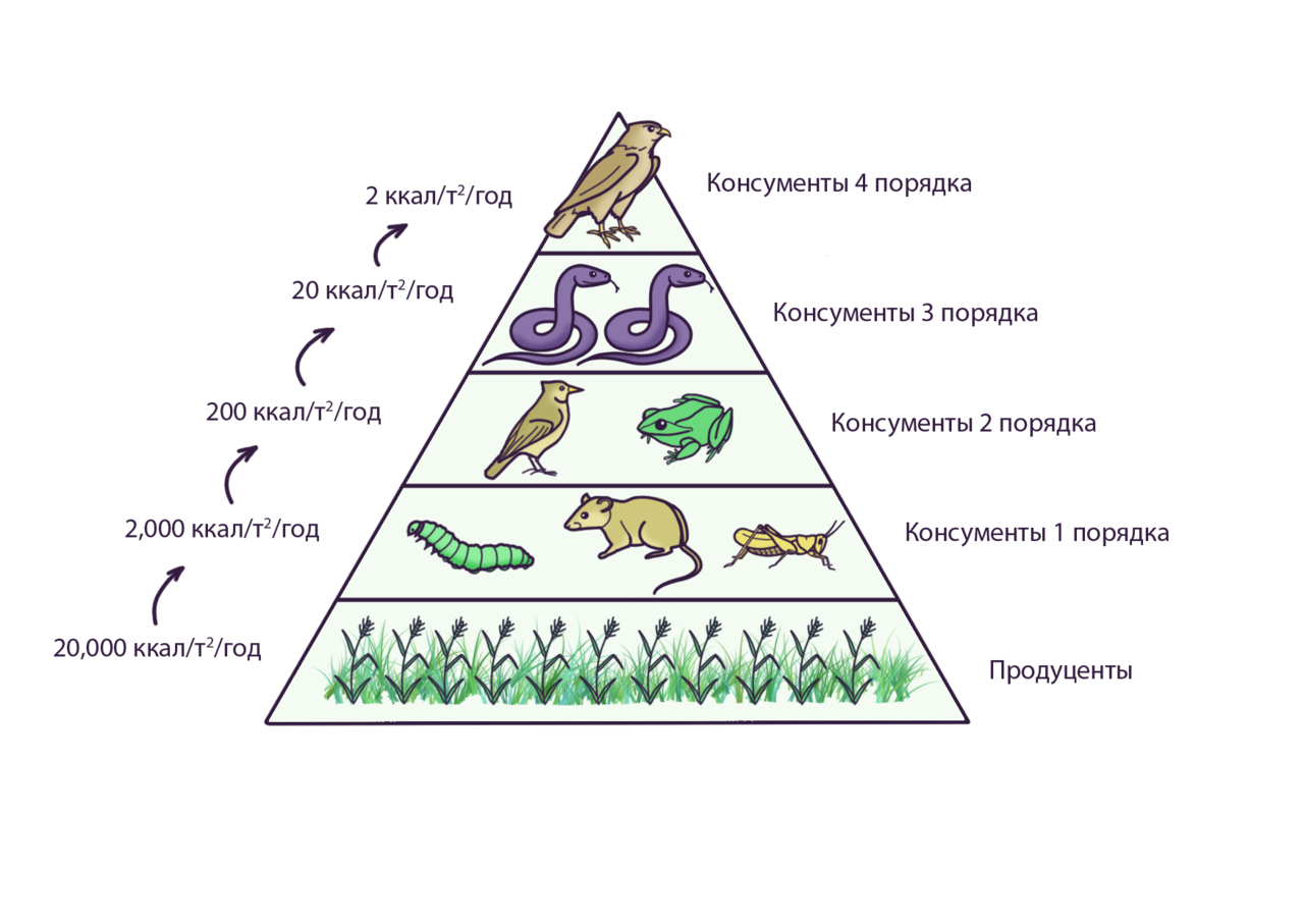 Как называется закон экологии который он иллюстрирует. Пищевая пирамида пищевая цепь пищевая сеть. Трофические цепи, экологические пирамиды.. Пищевые цепи и пищевые сети, экологические пирамиды. Пирамида Линдемана экологическая.