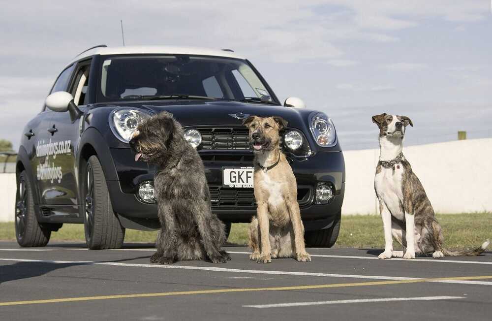 Собаки и люди на дороге. Собака возле машины. Собака в машине. Фотосессия авто собаками. Собака рядом с машиной.